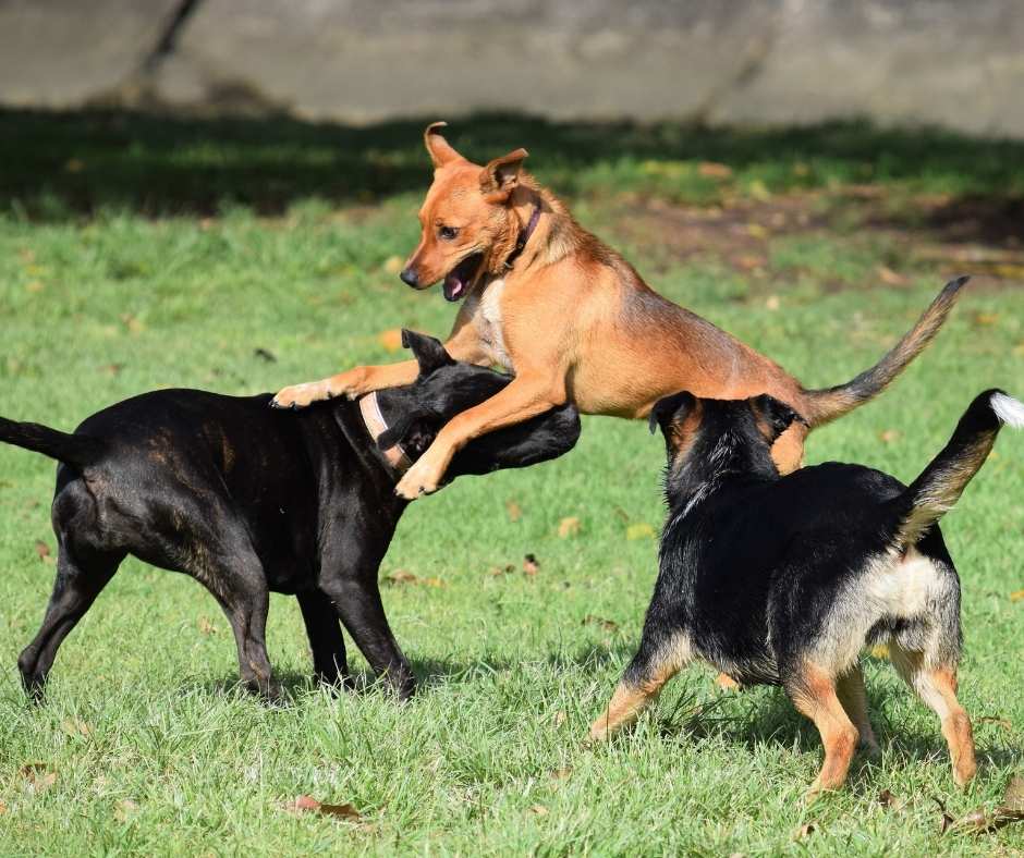 dog pla